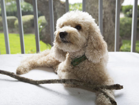BONZ: Could Bonzo be in training for the Iditarod?