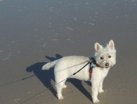 BONZ: Lola, a Sea Oaks snowbird, has gone back to the cold