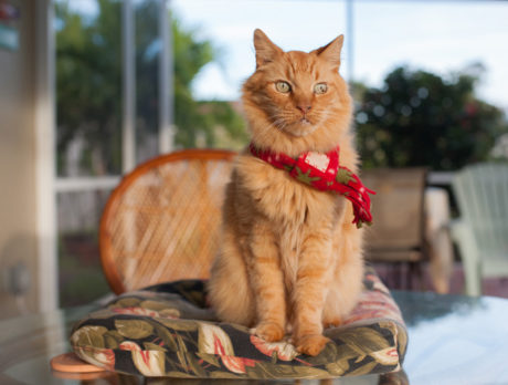 Bonz adds Ralph to growing list of feline friends
