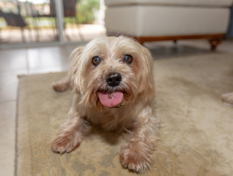 Bonz meets Tiger Lily, a rescue who’s now lovin’ life