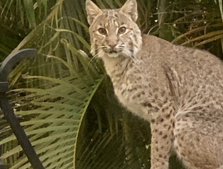 Bobcat sighting in Riomar