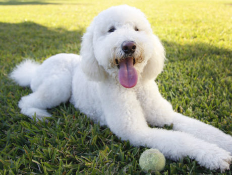 Holy Moyen! Bonz goes gaga for Golden Doodle Lola