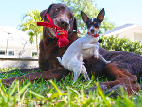 Bonz meets best buds (big) Bear and (bitsy) Boss