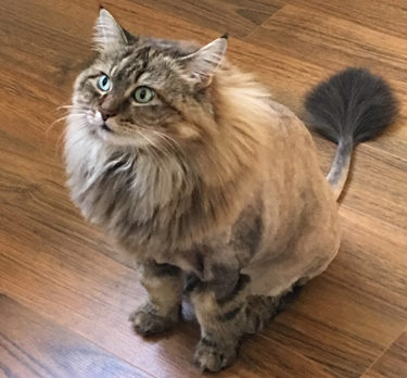 Bonzo says beautiful #CPK is a real sophisti-cat