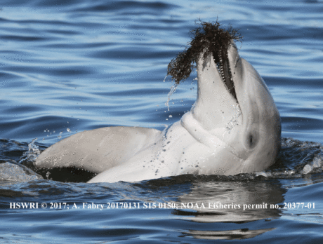 Lagoon dolphins, long considered highly social, actually spend most their time alone