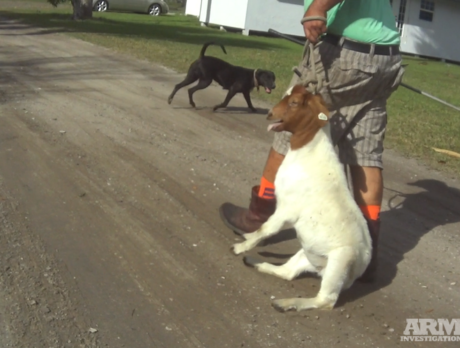 Animal recovery group accuses Fellsmere farm of cruelty