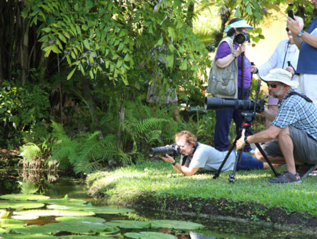 McKee adds colorful twist to Waterlily Celebration