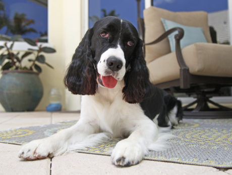 Bonz has a Springer in his step after meeting Ella