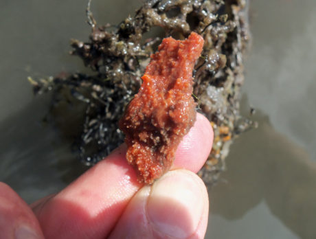 Sponge species just discovered in the lagoon ‘opens up a lot of new questions’