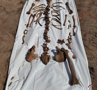 ‘Very old’ human bones found at condo construction site in shores  still being studied by experts
