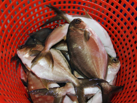 Area scientists and entrepreneurs push to grow profitable pompano