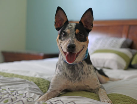Bonz says Elvis is a cool ‘cat’ … and so are his sibs