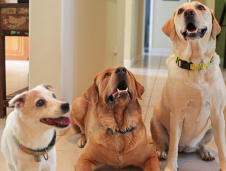 Bonzo says with this trio, fun runs in the family