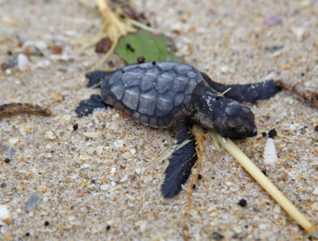 County still figuring out how many  turtle nests were destroyed by Dorian