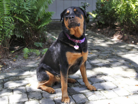 Bonzo has ‘Rotts’ of compliments for lovely Lilo