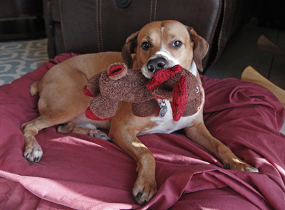 Bonz bonds with Baxter, a good-humored hound