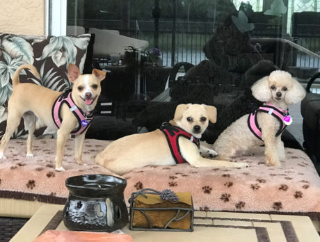 Bonz is keen on the Kanes, three sweet rescues
