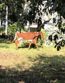‘She’s in a lot of trouble’ – Runaway Calf ‘Baby Lucy’ stirs up community