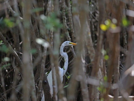 Lagoon is ‘much worse than any other’ Florida estuary