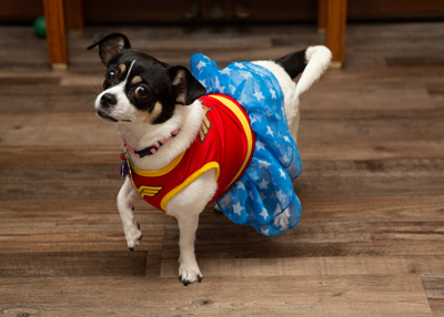 Bonz says this dog’s life is one Cholula-palooza