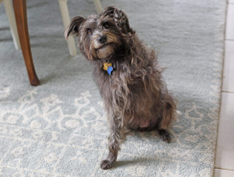 Bonzo meets Sira, a seriously sweet ‘Schmutt’