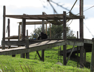 Glimpse of chimps heartens supporters of sanctuary