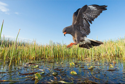 8 local bird species are seen threatened by climate change