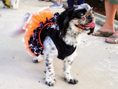 Bonz gets into the spirit at Halloween dog parade