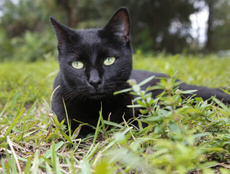 Bonzo has another feline friend in Miss Kitty