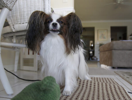 Bonz bonds with bud Benji, a peppy Papillon