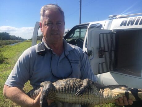 Gator takes a stroll along 27th Avenue