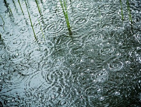 Sunrise Rotary offering homeowners cash to build ‘rain gardens’ that cut lagoon pollution