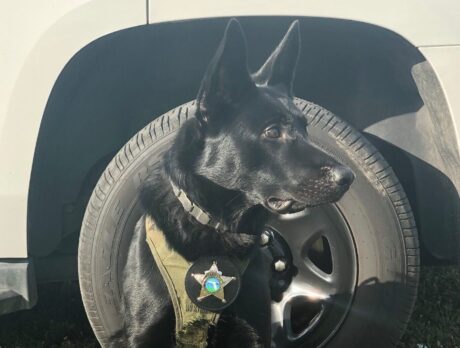 Deputies: Stolen truck suspect punches K-9 dog during arrest