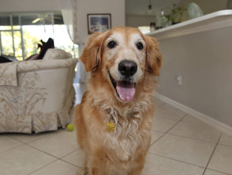 Bonz says this Golden girl has a spunky ‘Spirit’