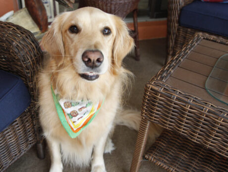 Playful retriever makes a believer out of Bonz