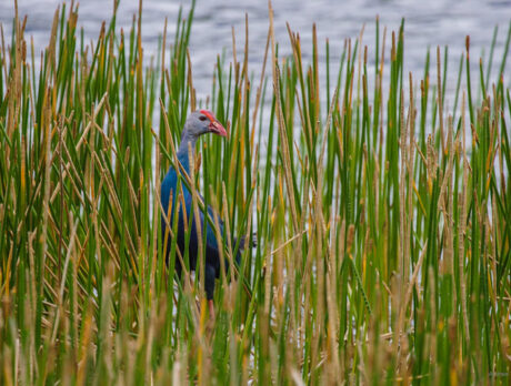 Another invasive species spreads north from South Florida to Indian River County