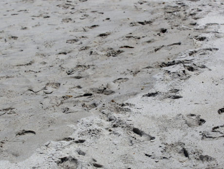 County beach repair projects in jeopardy