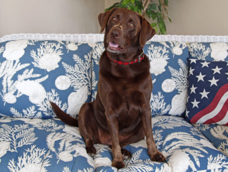 Mojo, a lovely and lively Lab, charms the Bonz