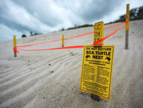 Good news: Loggerhead and leatherback sea turtles nesting here earlier than usual