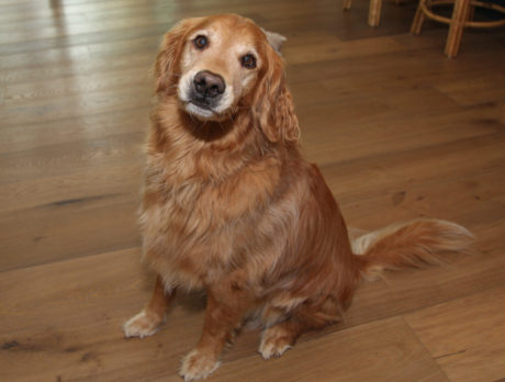 Bonz says Golden Retriever Brady’s a bunch of fun