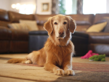 Lovely Retriever makes believer out of Bonzo