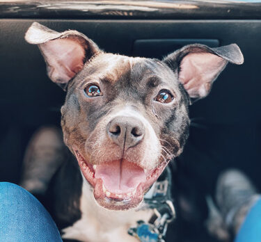 Bonz says hiya to Leia, who’s one peppy pooch
