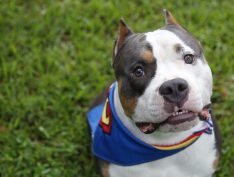 ‘Bully’ for Bonz … he just got to meet Superman!