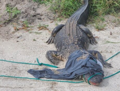 Fisherman accidentally catches 7-foot long gator