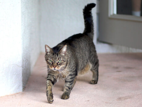 Bonzo meets purr-sonable pair Jerry and Lexi