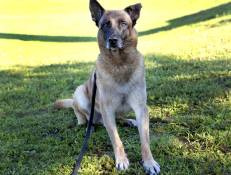 Bonzo says K-9 Odie’s livin’ large as a retiree