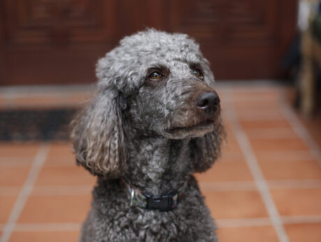 Bonz meets brilliant Bos, a top therapy pooch