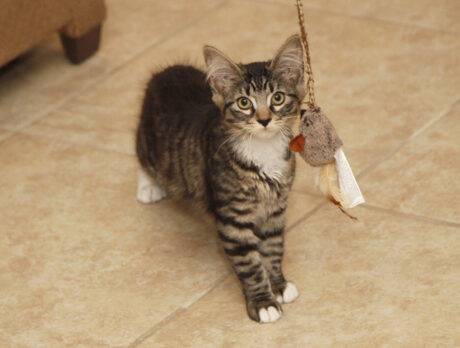 Bonz meets 3 kitties, and all is feline and dandy!