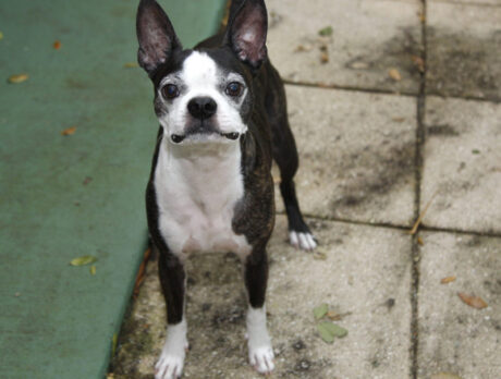 Bonzo says Boston Terrier Carlito’s way cool!
