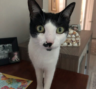 Bonzo says alluring Alma is the cat’s meow